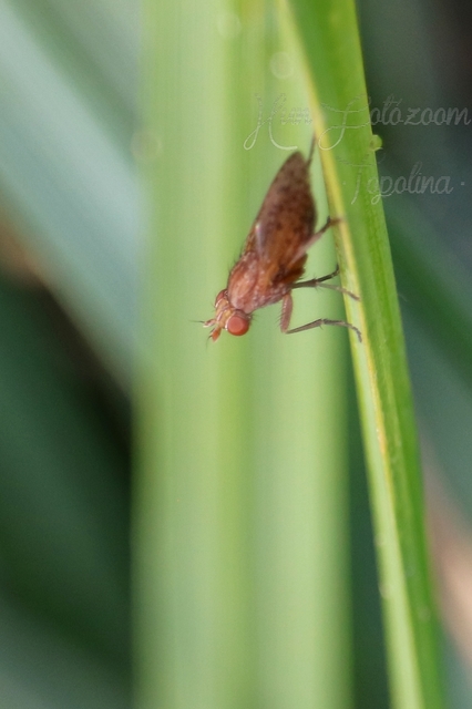 Sciomyzidae - szarvaslégyfélék
