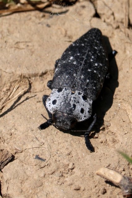 Capnodis tenebrionis - kökény-tükrösdíszbogár