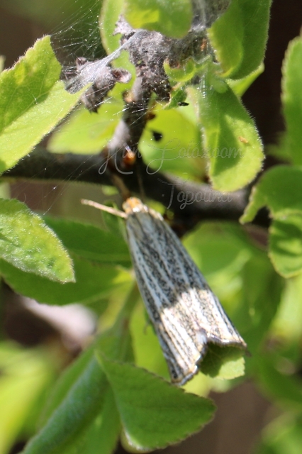Thisanotia chrysonuchella - tavaszi fűgyökérmoly