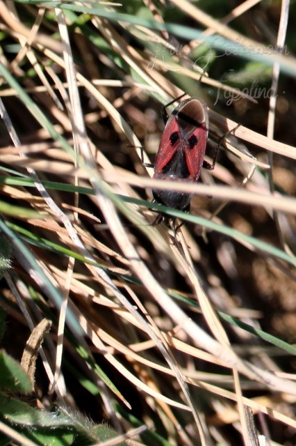 Rhyparochromus phoeniceus - gyepi díszesbodobács