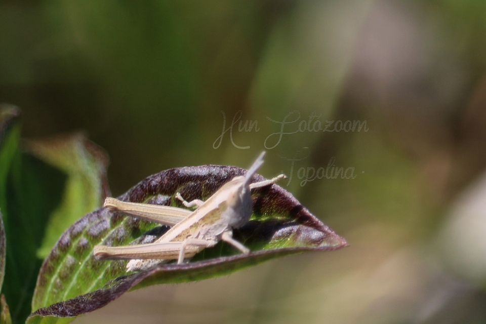 Euchorthippus