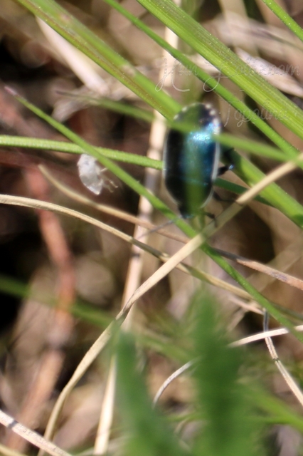 Canthophorus
