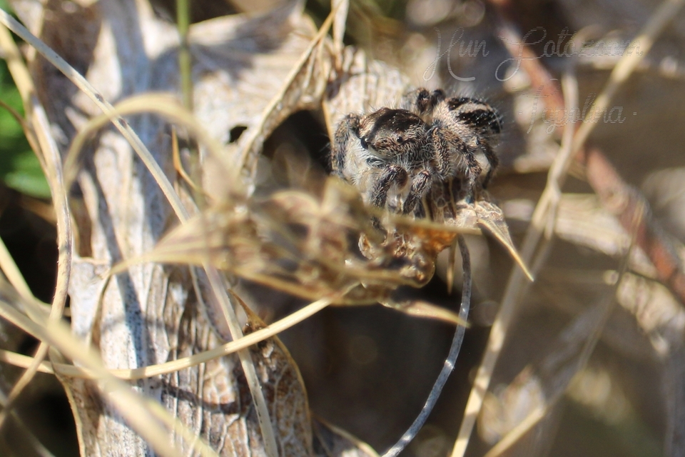 Pellenes tripunctatus - keresztes ugrópók