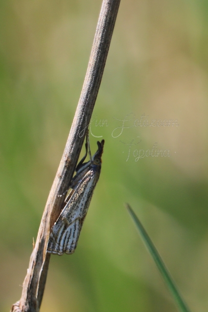 Thisanotia chrysonuchella - tavaszi fűgyökérmoly