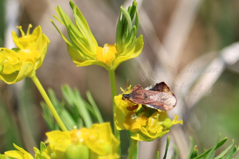 Phymata crassipes - fogólábú poloska