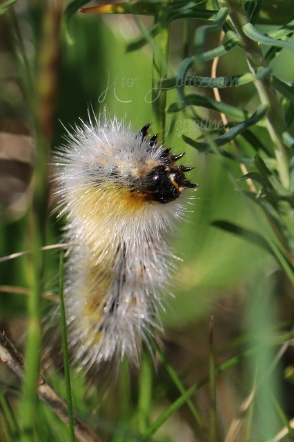 Rhyparia purpurata - bíborszínű medvelepke
