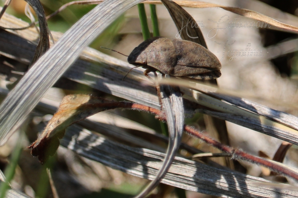 Eurygaster