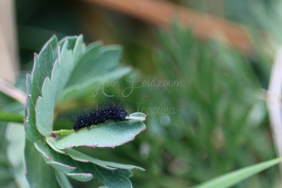 Saturnia pavoniella/pavonia