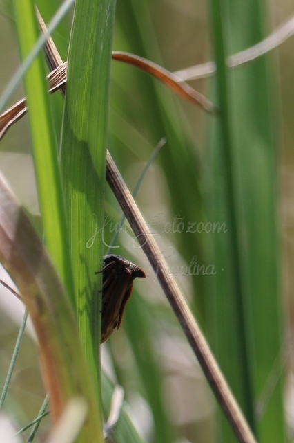 Centrotus cornutus - szarvaskabóca