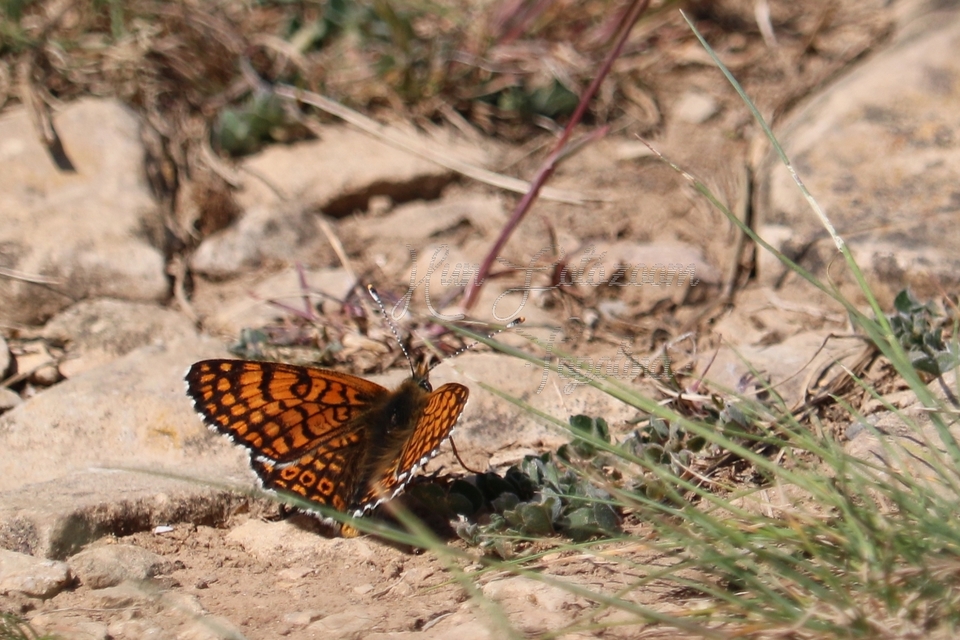 Melitaea cinxia - réti tarkalepke