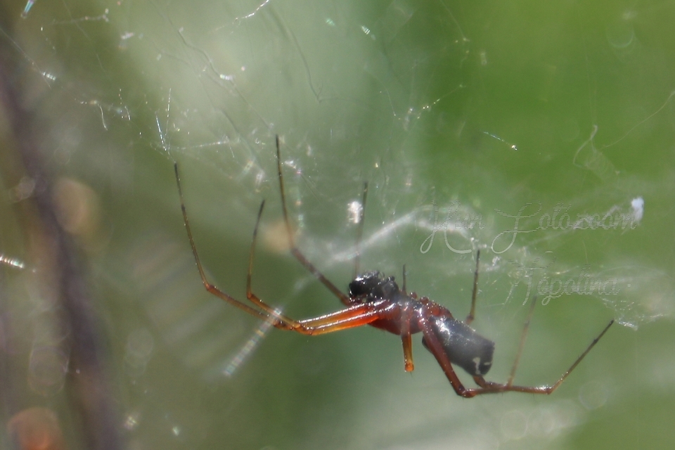 Linyphiidae - vitorláspókok