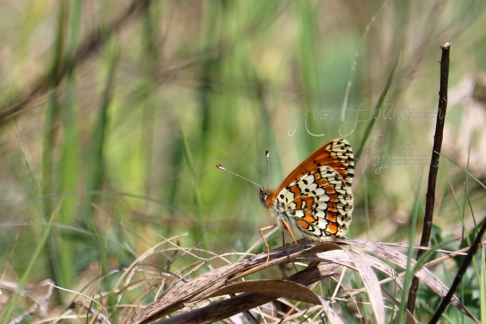 Melitaea cinxia - réti tarkalepke