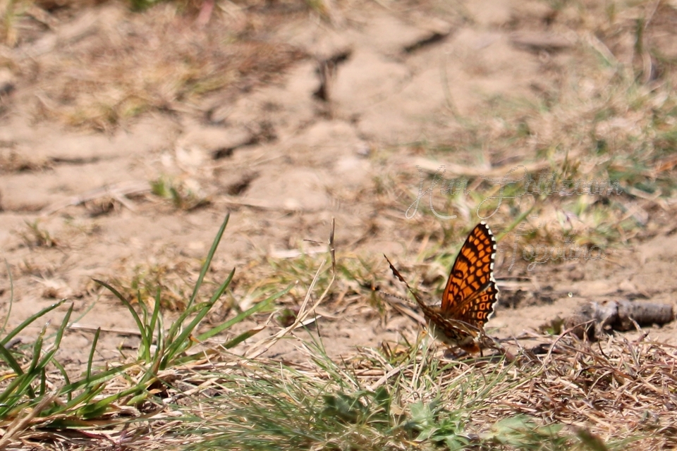 Melitaea cinxia - réti tarkalepke