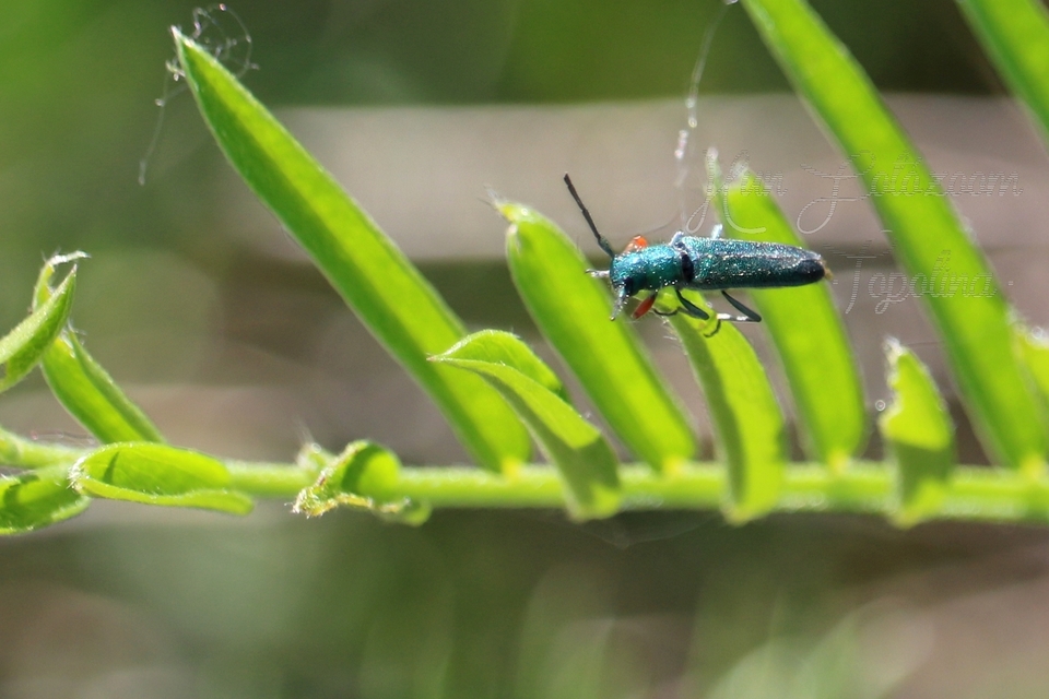 Phytoecia caerulea - fémzöld fűcincér Phytoecia caerulea - fémzöld fűcincér