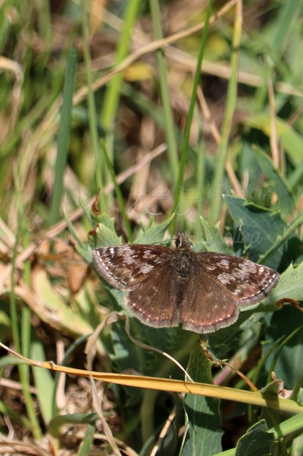 Erynnis tages - cigánylepke