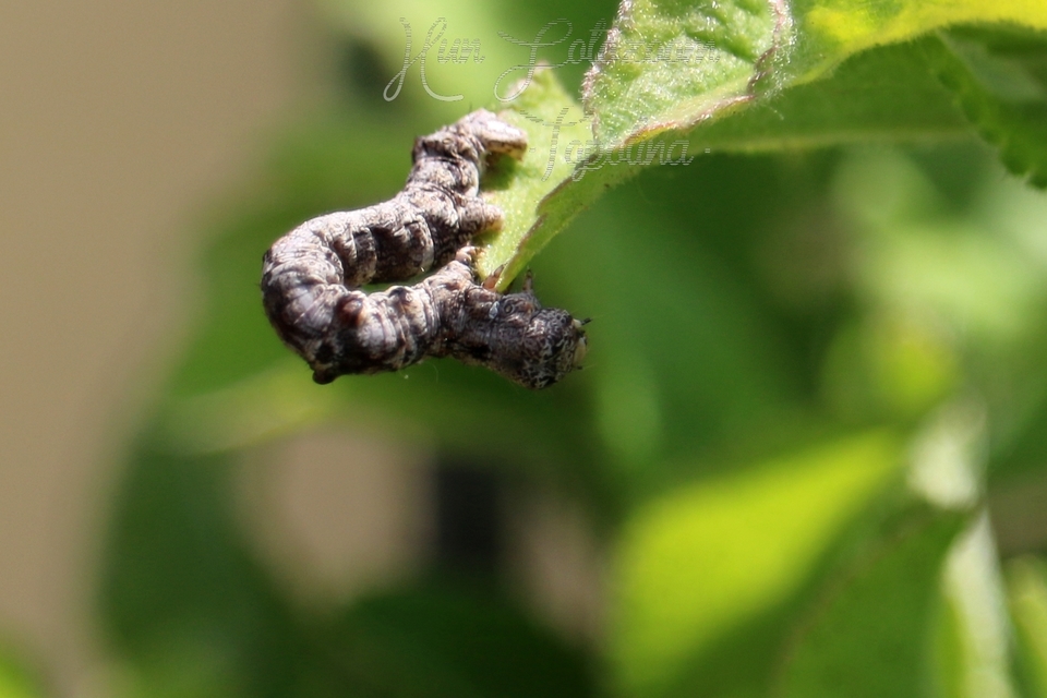Agriopis bajaria - kökény-téliaraszoló