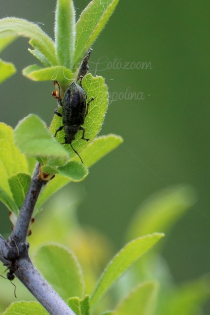 Phyllobius pyri - gyümölcsfa-levélormányos