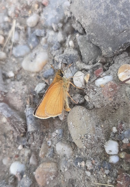 Thymelicus lineola - vonalas busalepke