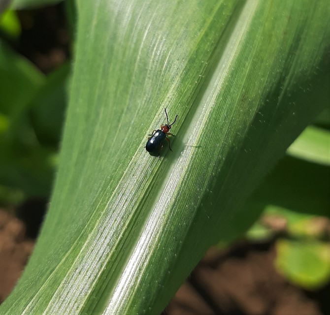 Oulema melanopus/duftschmidi
