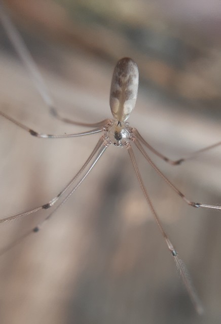 Pholcus phalangioides - nagy álkaszáspók