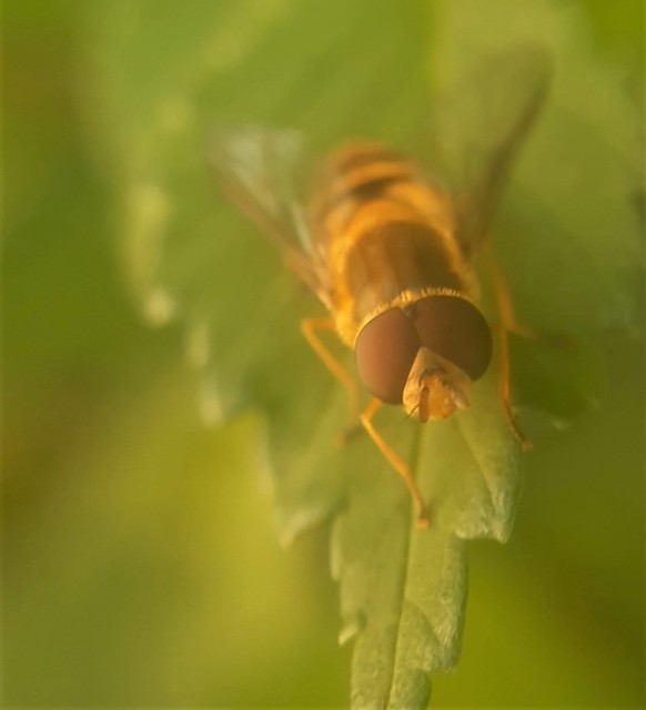 Syrphus