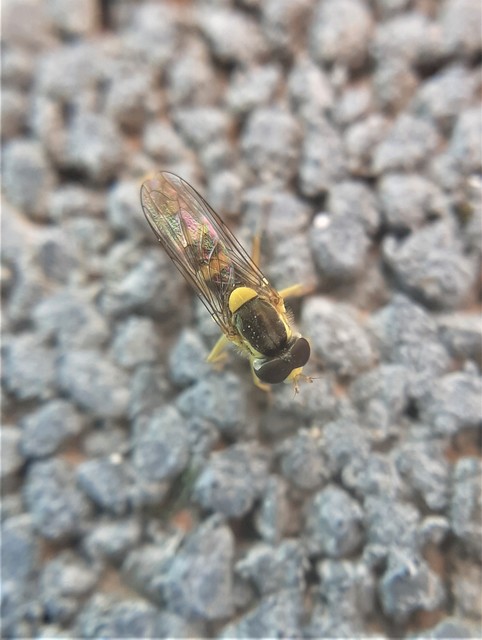 Sphaerophoria scripta - tarka darázslégy