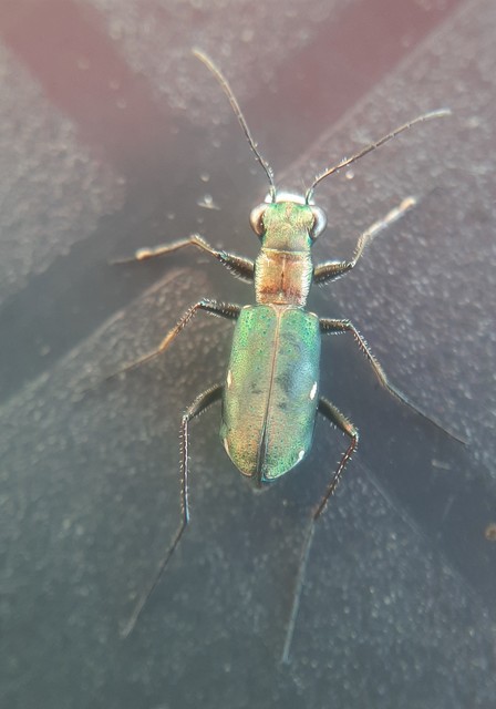 Cylindera germanica - parlagi homokfutrinka