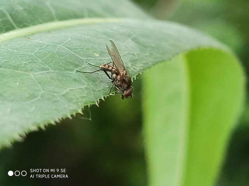 Anthomyiidae - viráglegyek