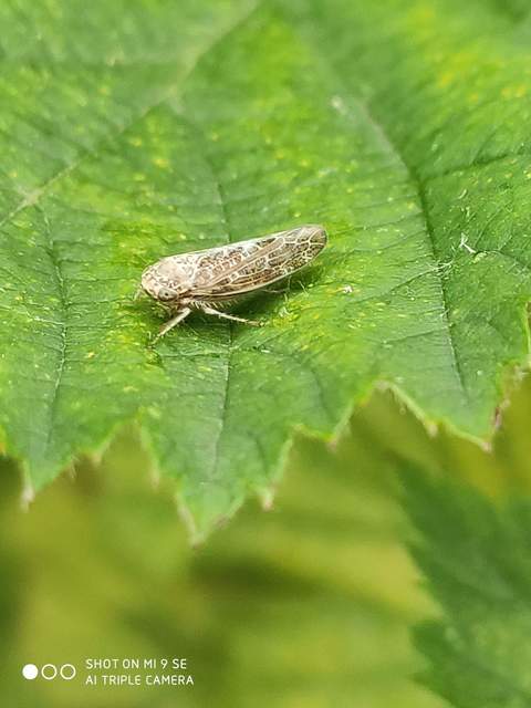 Allygidius atomarius