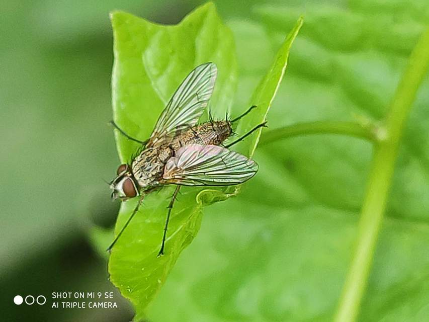 Dexia rustica - cserebogár-fürkészlégy