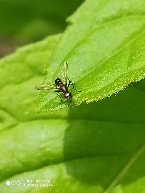 Sepsidae - billegetőlégyfélék