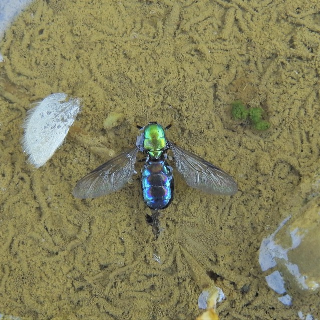 Chloromyia