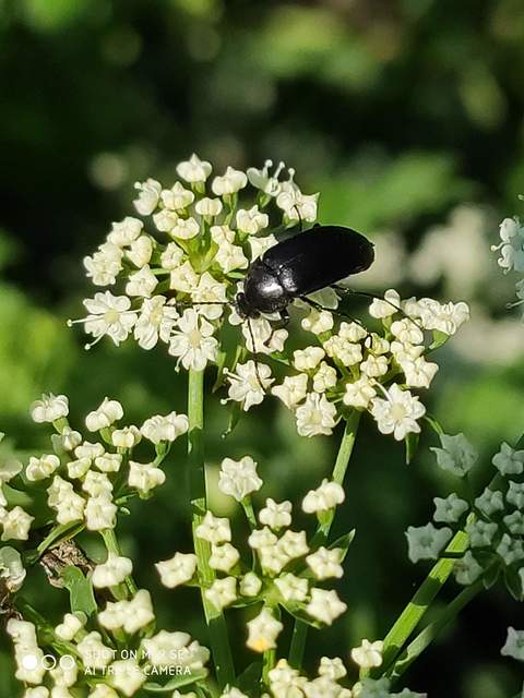 Podonta nigrita - szerecsenbogár