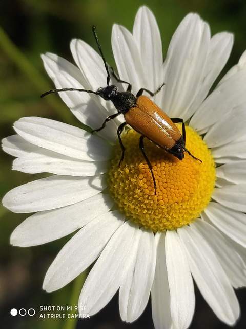 Stictoleptura fulva - vörhenyes virágcincér