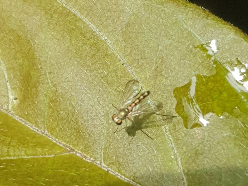 Dolichopodidae - szúnyoglábú legyek