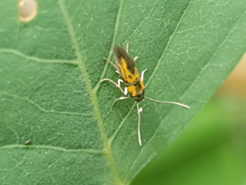 Chrysoesthia drurella - labodarágó sarlósmoly