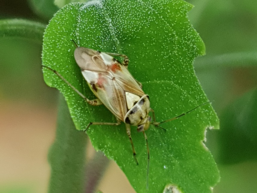 Lygus pratensis - változó mezeipoloska