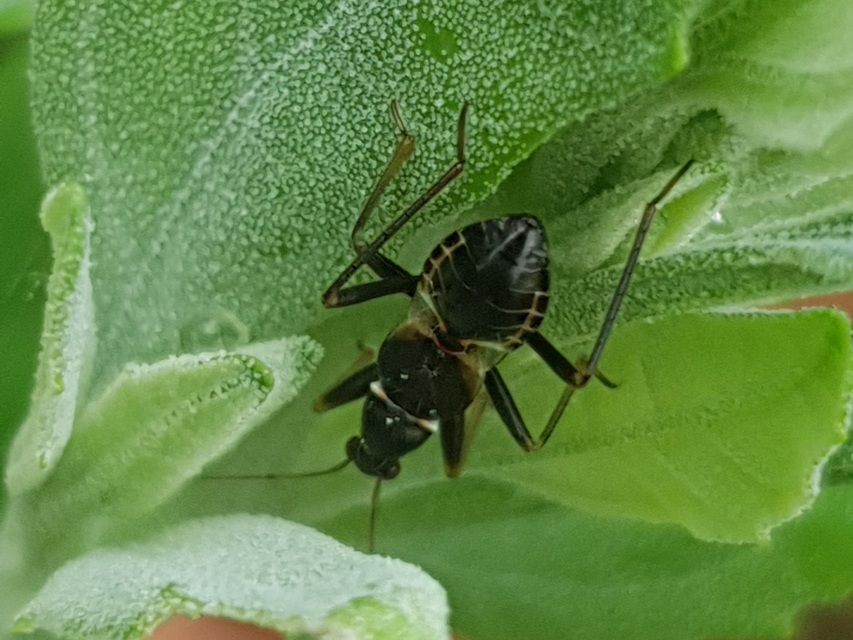 Himacerus