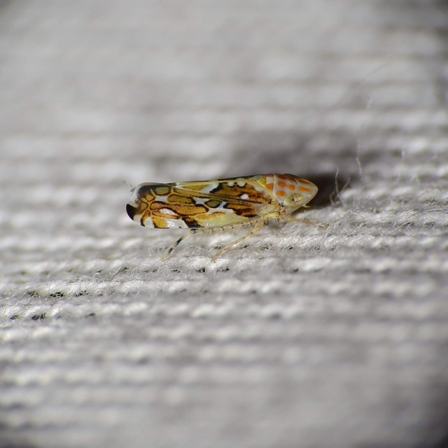 Deltocephalinae