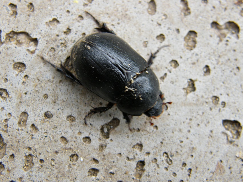 Pentodon idiota - butabogár