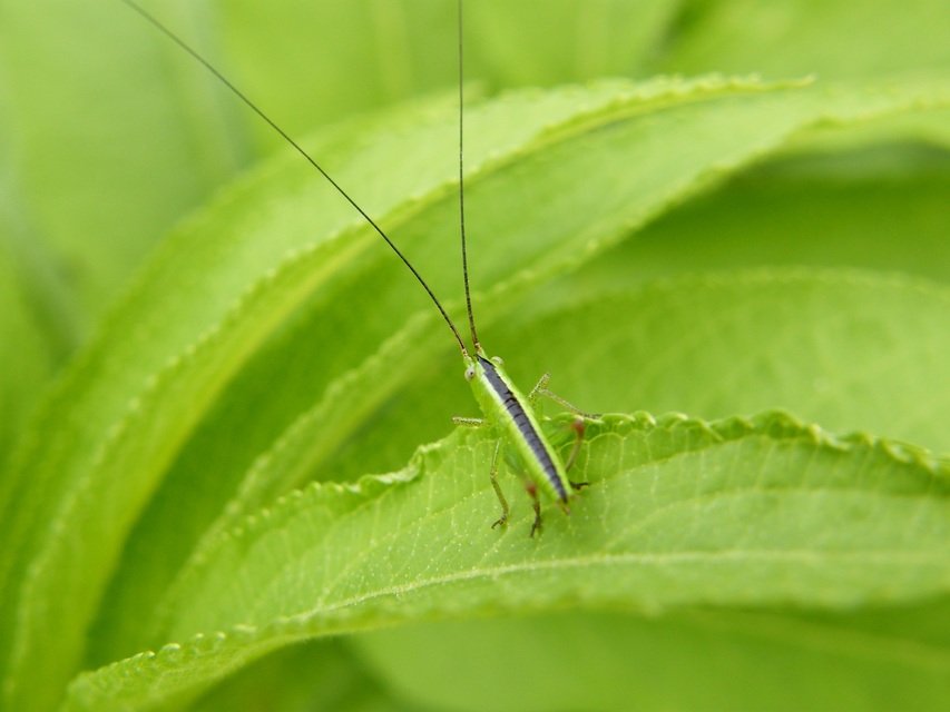 Conocephalus fuscus - kis kúpfejűszöcske
