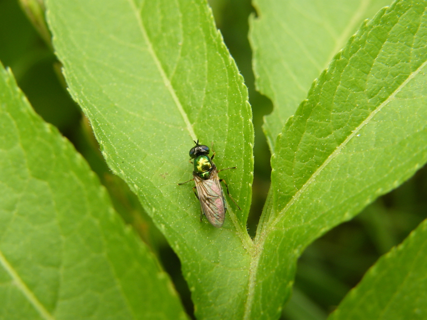Chloromyia