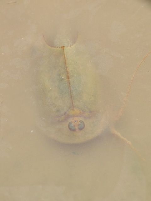 Triops cancriformis - nyári pajzsosrák