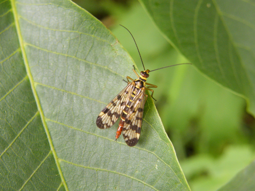 Panorpa vulgaris