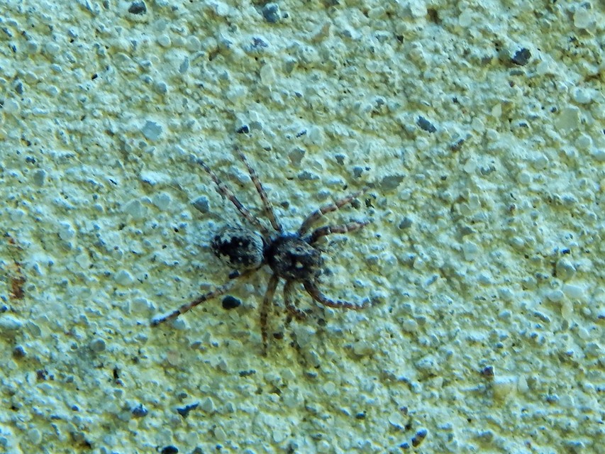 Salticidae - ugrópókok