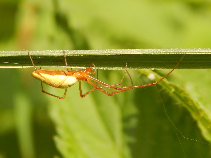 Tetragnatha