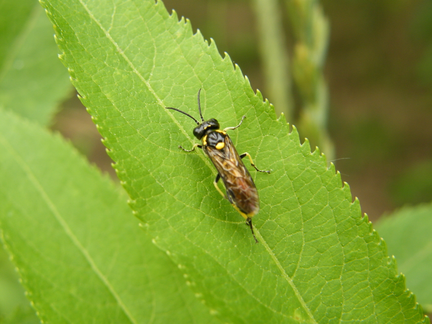 Tenthredinidae - valódi levéldarazsak