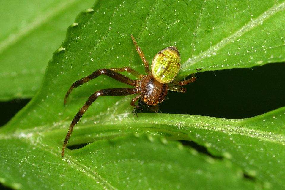 Ebrechtella tricuspidata - alakoskodó karolópók
