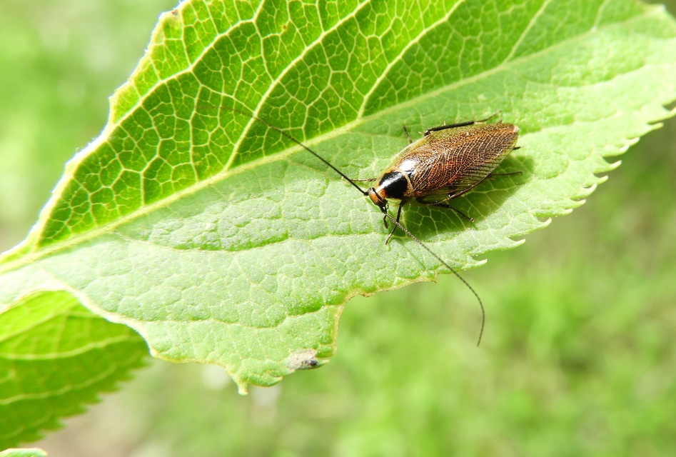 Ectobius erythronotus - sárgatorú erdeicsótány