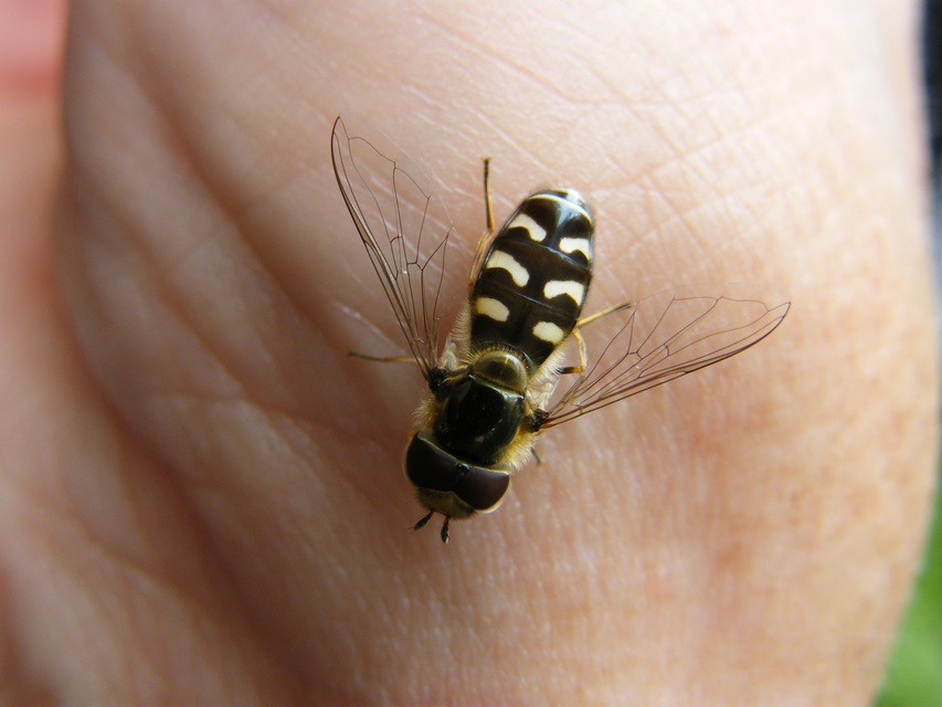 Scaeva pyrastri - gyakori nagyhomlokúlégy